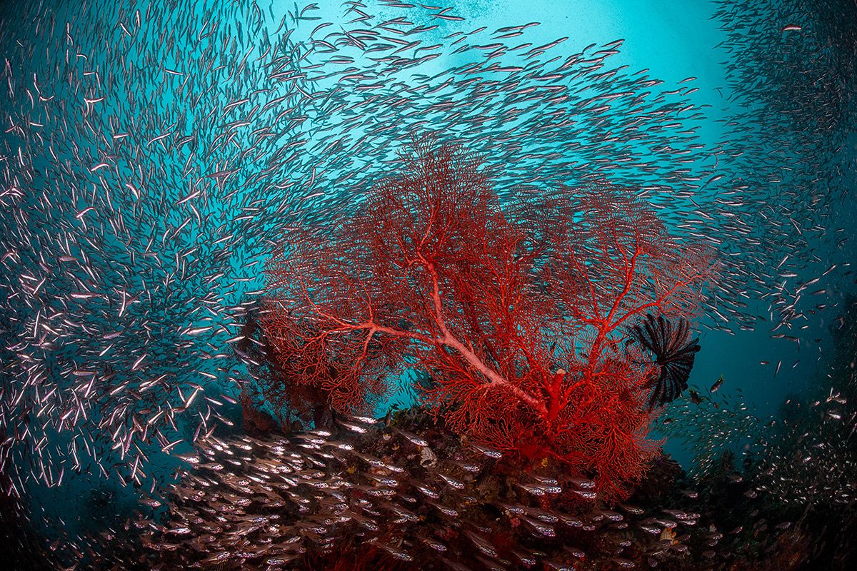 pure ocean corail